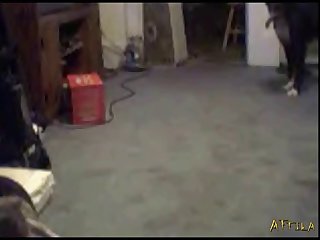 Amateur Webcam Dog Girl Test Bluedog (part 7)