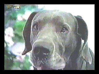 Animal Passion Dog Bitchers 2 (part 11)
