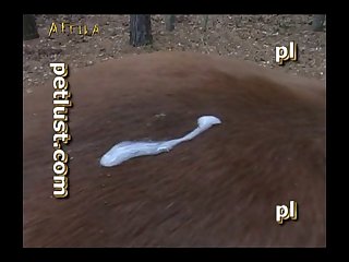 Gay Zoo Petlust Men & Stallion [divx] (part 9)