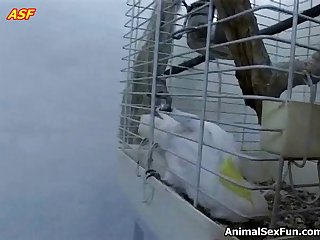 Animalpass Hvs Zec 037 Wmv Xl 01 01 004