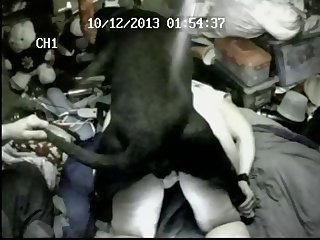 The Animal Took Over From There