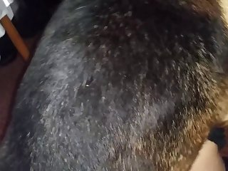 Dogs Fur Was Wet