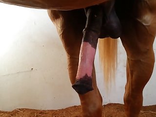 Sized Beastforum Geles Masturbation