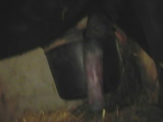 Ponymating