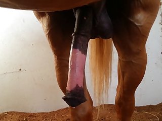 Sized Beastforum Geles Masturbation