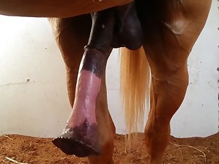 Sized Beastforum Geles Masturbation