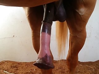 Sized Beastforum Geles Masturbation