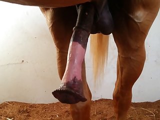 Sized Beastforum Geles Masturbation