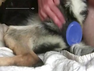 86545 Man Fuck Gsd