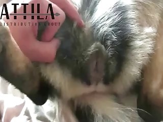 86545 Man Fuck Gsd