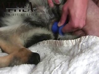 86545 Man Fuck Gsd