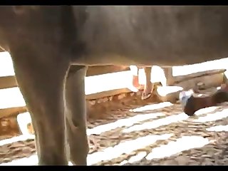 Ne Madonna Mare Vs Donkey And Horse