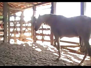 Ne Madonna Mare Vs Donkey And Horse