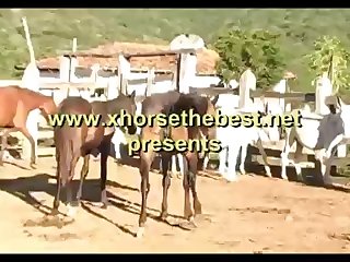 Ne Madonna Mare Vs Donkey And Horse