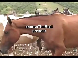 Horse Vs Mare 2