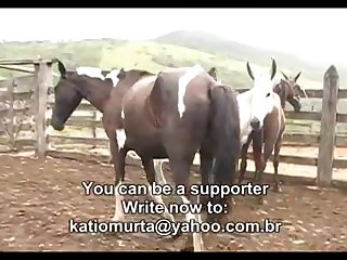 Horse Vs Mare 2