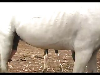 Horse Vs Mare 2