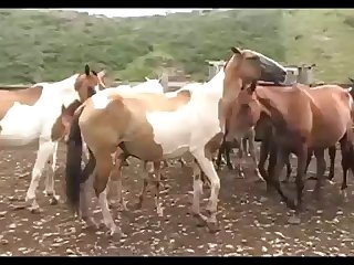 Horse Vs Mare 2