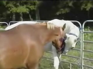 Stallion Cums Over Guy