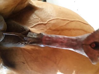 Under Horse Beastforum Geles Masturbation
