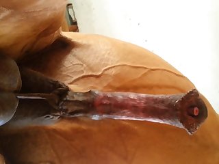 Under Horse Beastforum Geles Masturbation