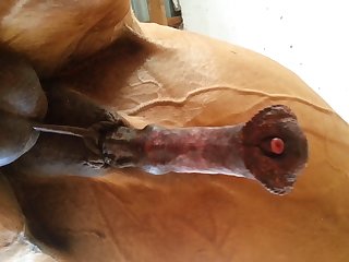 Under Horse Beastforum Geles Masturbation