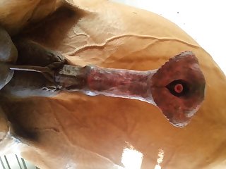 Under Horse Beastforum Geles Masturbation
