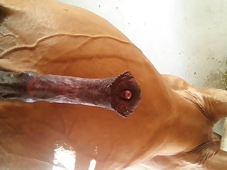 Under Horse Beastforum Geles Masturbation