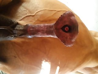Under Horse Beastforum Geles Masturbation