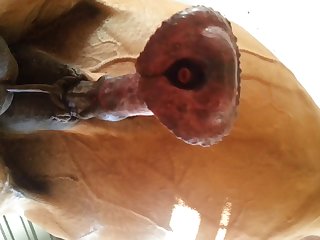 Under Horse Beastforum Geles Masturbation