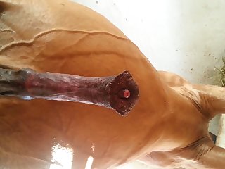 Under Horse Beastforum Geles Masturbation