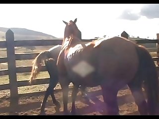 Stallion Vs Mare Hot Scene 01