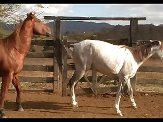Stallion Vs Mare Hot Scene 01
