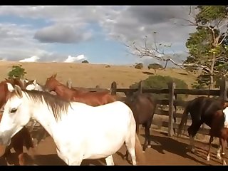 Stallion Vs Mare Hot Scene 01