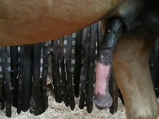 Side View Beastforum Geles Masturbation