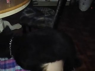 89664 Quick Furry Fuck