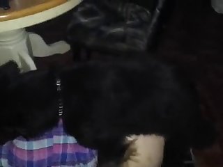 89664 Quick Furry Fuck