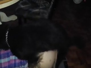 89664 Quick Furry Fuck