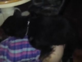 89664 Quick Furry Fuck