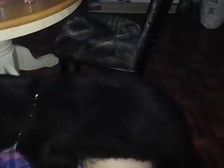 89664 Quick Furry Fuck