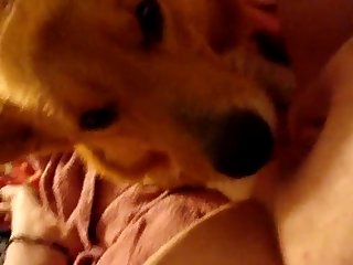 76156 Dog Licking 6