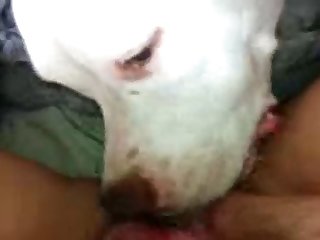 68385 He Loves Pussy