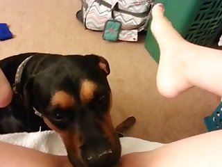 53797 Super Licker