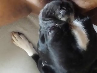 66499 Terrier Licks Woman