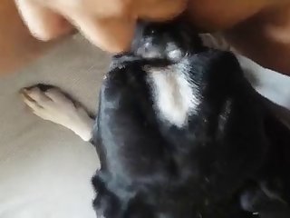 66499 Terrier Licks Woman