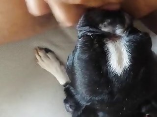 66499 Terrier Licks Woman