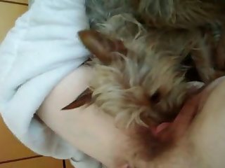 66401 Pussy Licking Pooch