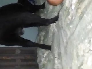 88064 Asian Girl Sucking Her Dog