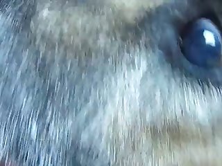 56905 Eu Meu Pitbull