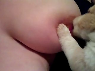 93308 Puppy Breastfeeding